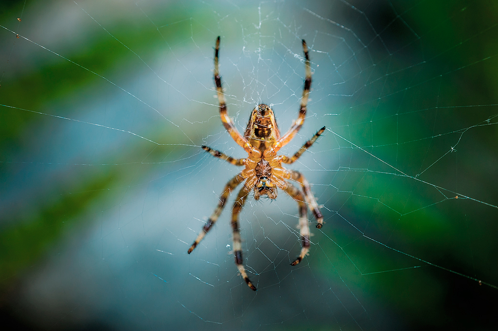 Macro araña