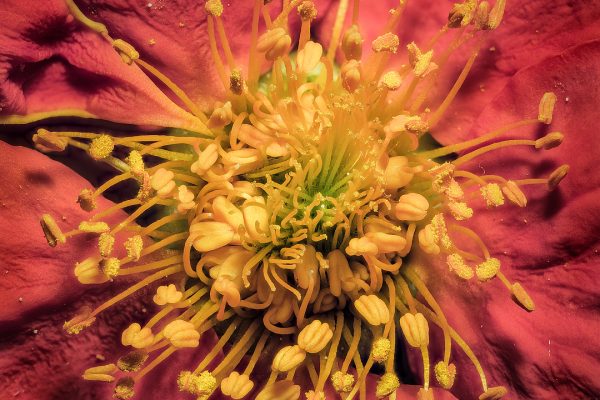 macrofotografía de flores