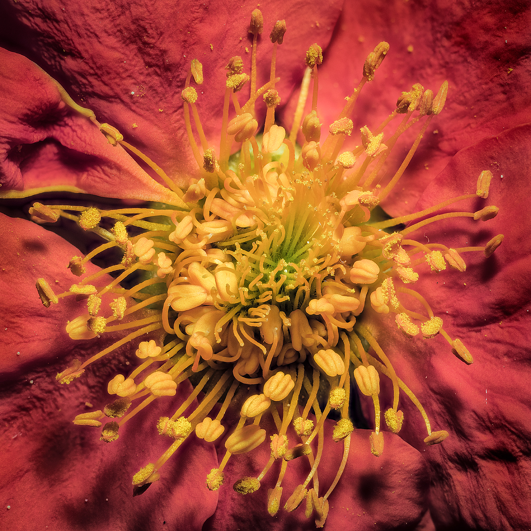macrofotografía de flores