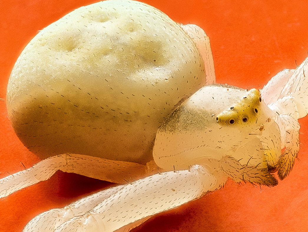 fotografía macro de una araña cangrejo