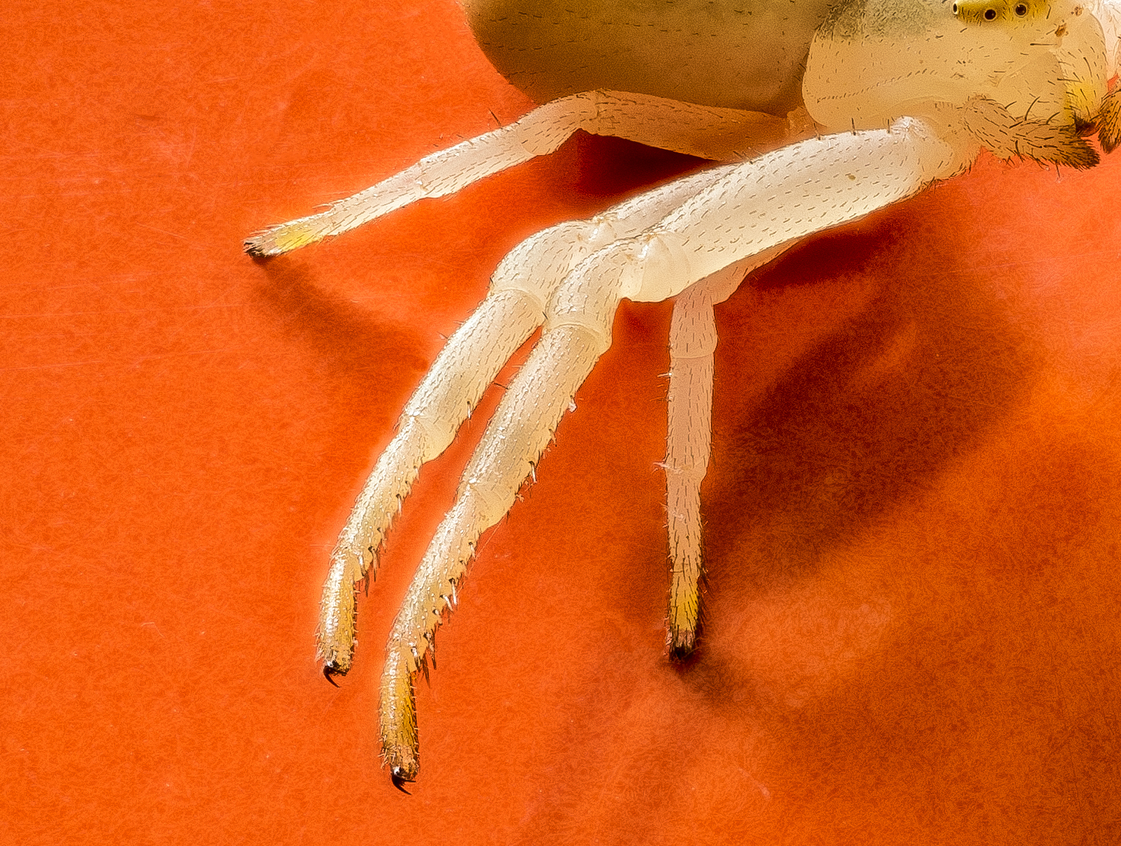 fotografía macro de una araña cangrejo
