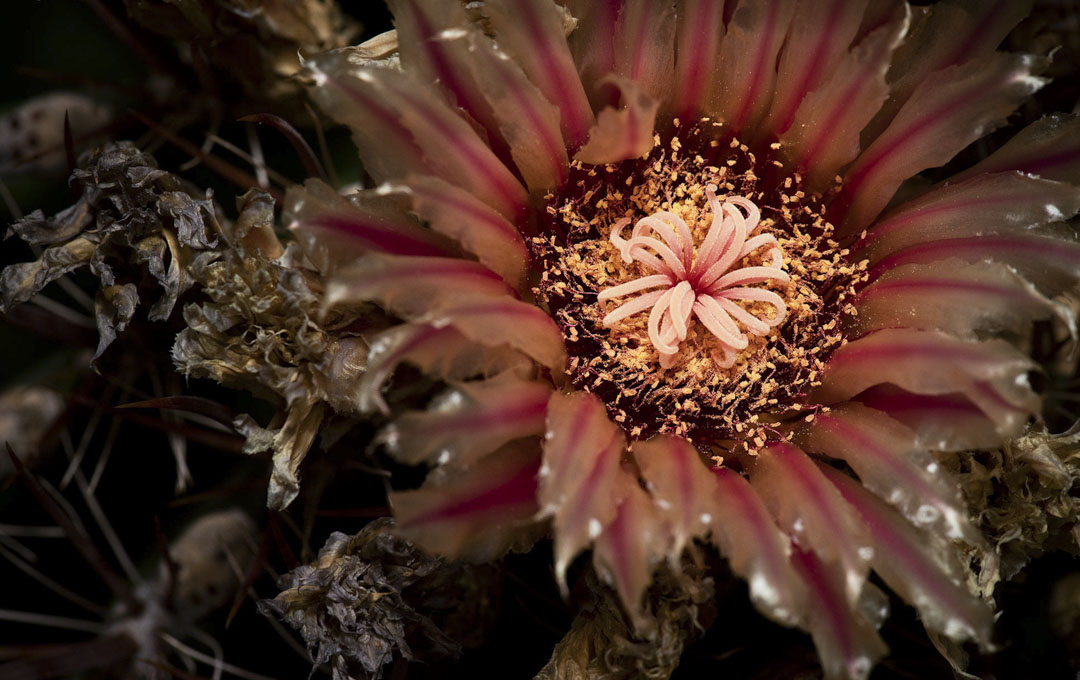 macro de campo: flor de cactus